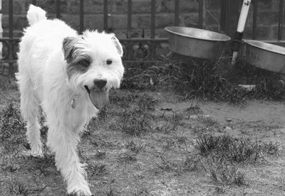 Portrait of dog standing on field