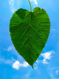 Close-up of fresh green leaves on plant against sky