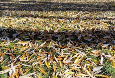 Full frame shot of plants on field