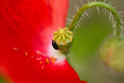 Close-up of red poppy flower seed pod and beetle