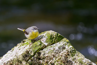 Grey wagtail, motacilla cinerea, perched on a rock in a river.