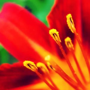 Macro shot of flower