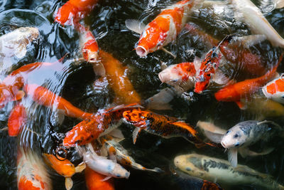 Fish swimming in lake