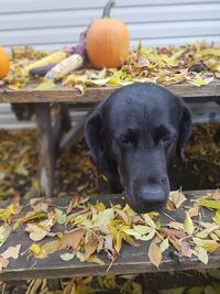 Close-up of a dog on leaves during autumn