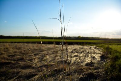 Close-up of plants growing on field