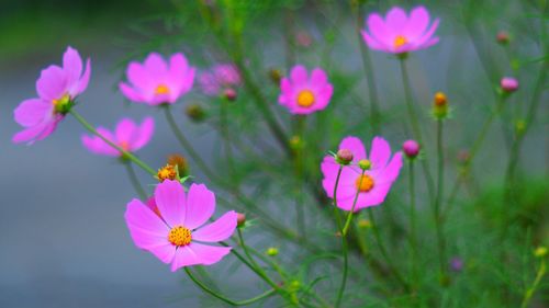 Close-up of pink flowers