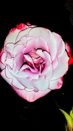 Close-up of pink rose against black background