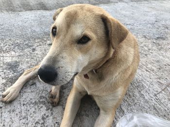 Close-up portrait of dog looking away