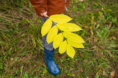 A child in rubber boots holds a yellow walnut branch