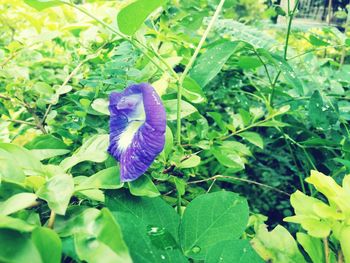 Close-up of purple flower