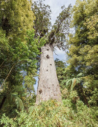 Low angle view of trees growing in forest