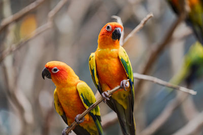 Close-up of parrot perching on branch