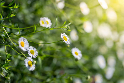 Close-up of white flowering plant