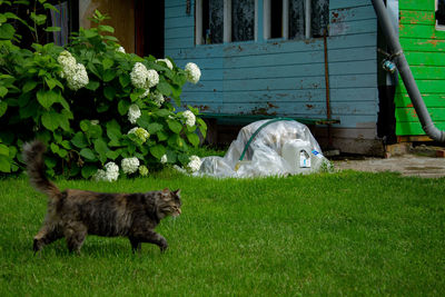 Cat walking near the house