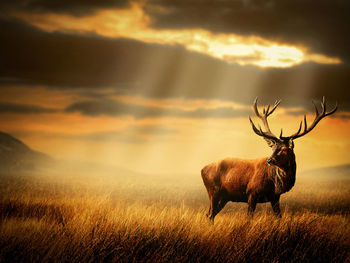 Animal grazing on landscape