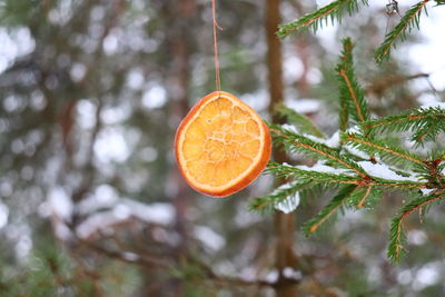 Close-up of orange fruits on tree