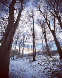 Bare trees on snow covered landscape