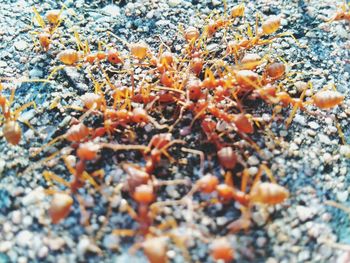 Close-up of crab on field