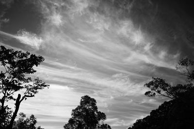 Low angle view of silhouette trees against sky
