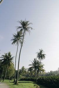 Low angle view of palm trees against clear sky