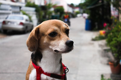 Close-up portrait of dog looking away in city