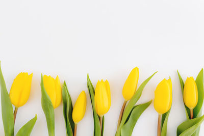 Close-up of yellow tulips against white background