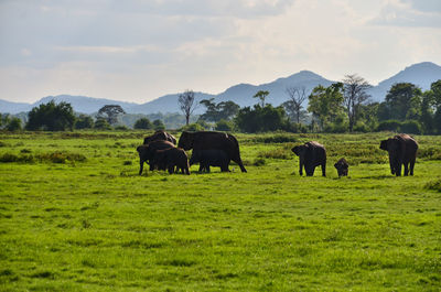 Horses grazing in a field