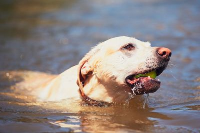 Dog carrying ball in mouth while walking in lake