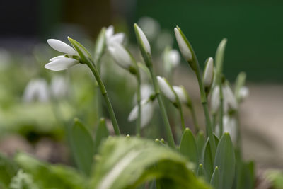 Close-up of white flowering plant