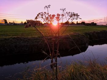 Reflection of tree in puddle on field during sunset