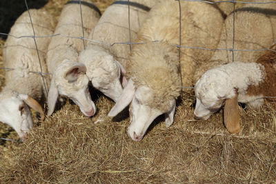 Sheep in a farm