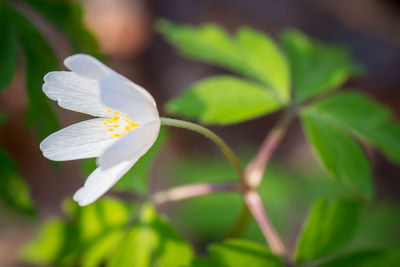 Close-up of white flower blooming outdoors