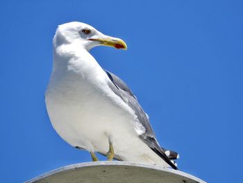 Low angle view of seagull against clear blue sky