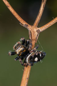 Close-up of spider on plant