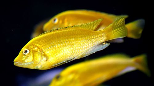 Close-up of fish swimming in sea