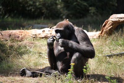 Gorilla sitting on a field