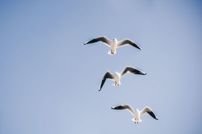 Low angle view of seagulls flying