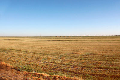 Scenic view of field against clear blue sky