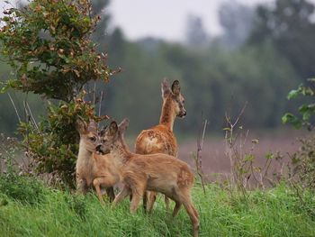 Fawn on grassy field