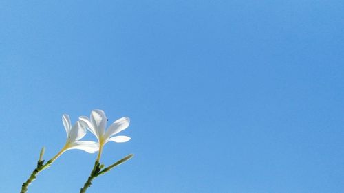 Close-up of white flowering plant against clear blue sky