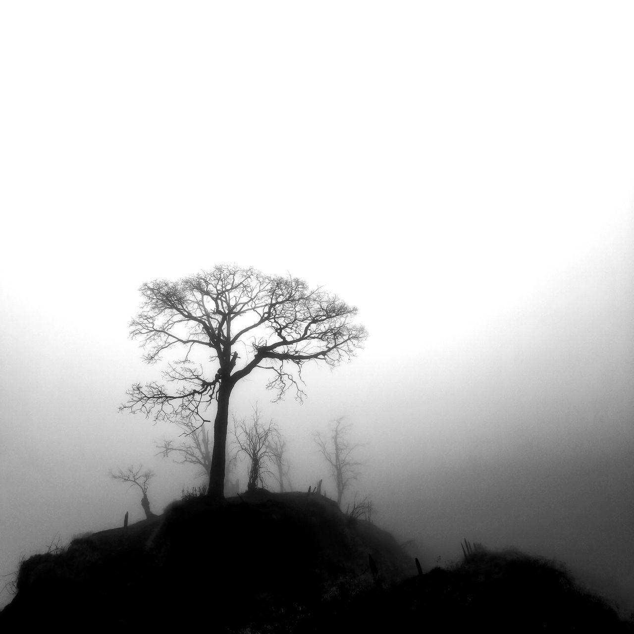 tree, fog, plant, beauty in nature, tranquility, tranquil scene, sky, scenics - nature, bare tree, environment, non-urban scene, silhouette, copy space, no people, nature, majestic, solitude, landscape, outdoors, isolated, hazy