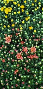 Full frame shot of flowering plants