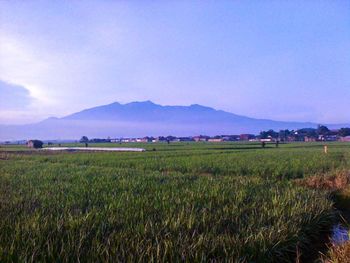 Scenic view of landscape against sky