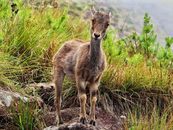 Portrait of an animal on field