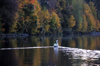 Swan swimming in lake during autumn