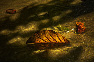 Close-up of horse in water