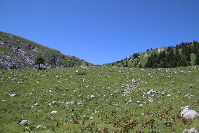Scenic view of landscape against clear blue sky