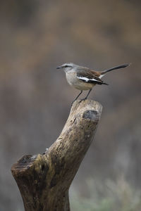 Close-up of bird perching on rock