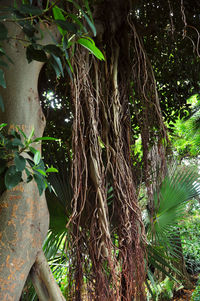 Close-up of tree trunks in forest