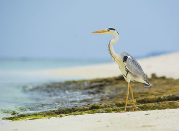 Bird perching on a beach